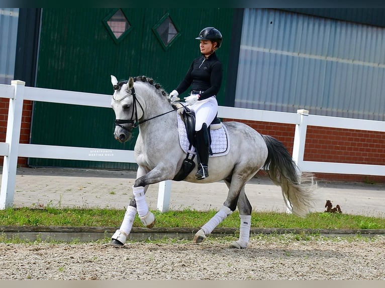 German Riding Pony Stallion 10 years 14,1 hh Grey in Recke, bei Osnabrück