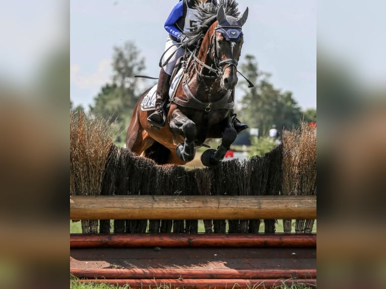 German Riding Pony Stallion 10 years 14,2 hh Bay-Dark in Karlsbad