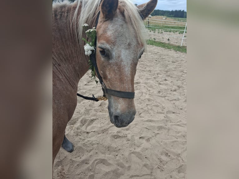 German Riding Pony Stallion 13 years 12.2 hh  in Bergen