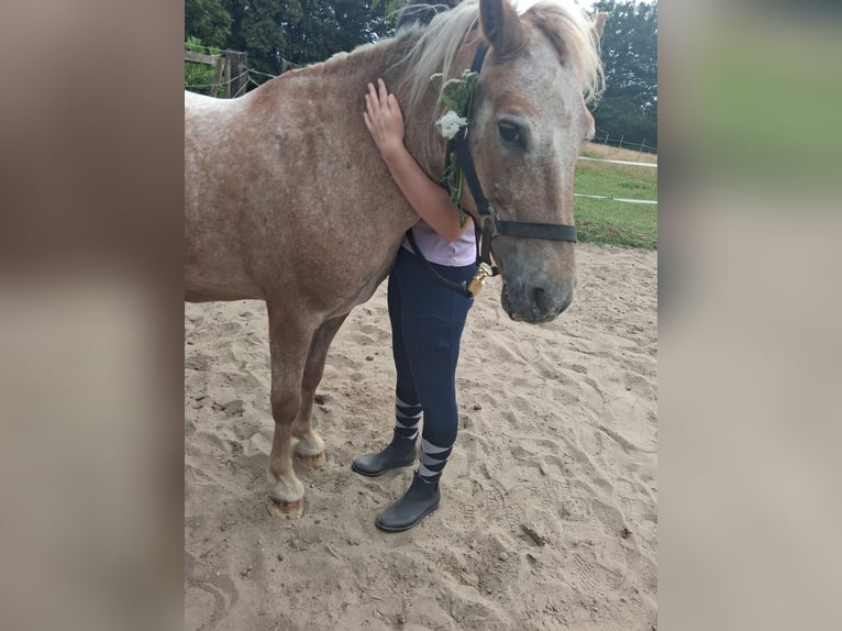 German Riding Pony Stallion 13 years 12.2 hh  in Bergen