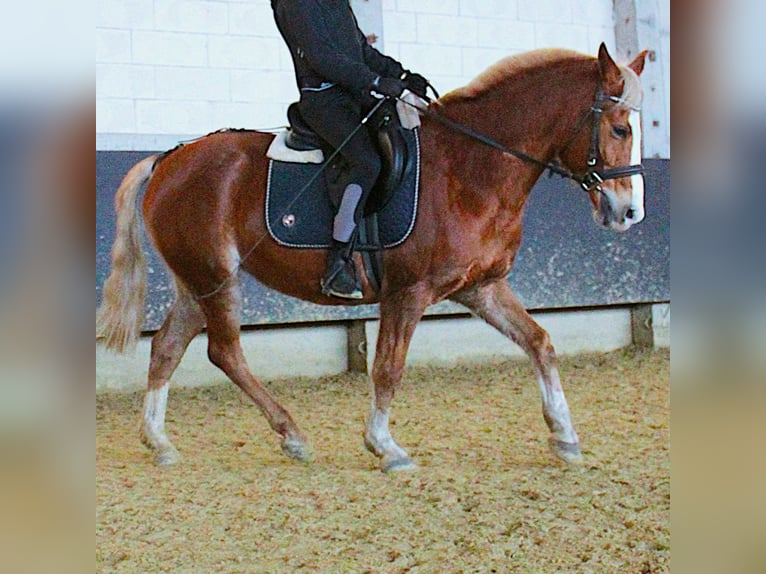 German Riding Pony Stallion 13 years 14,1 hh Chestnut-Red in Bad Langensalza