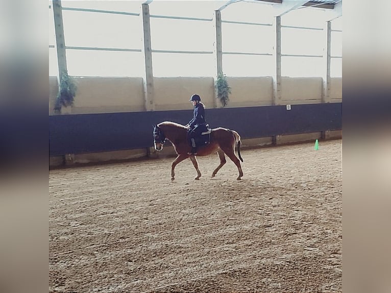 German Riding Pony Stallion 13 years 14,1 hh Chestnut-Red in Bad Langensalza