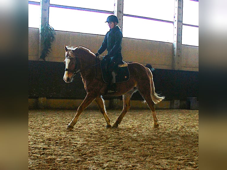 German Riding Pony Stallion 13 years 14,1 hh Chestnut-Red in Bad Langensalza