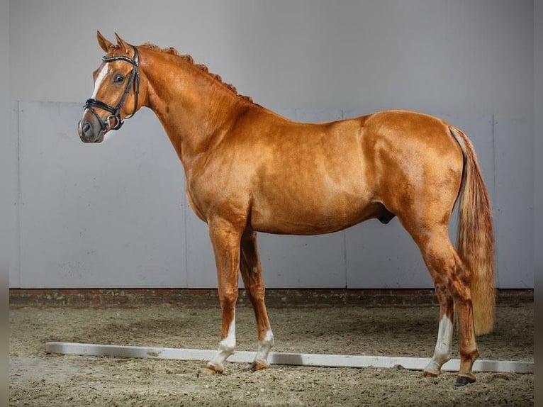 German Riding Pony Stallion 13 years 14.1 hh Chestnut-Red in am Ohmberg
