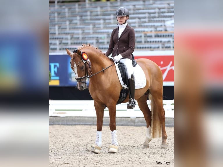 German Riding Pony, Stallion, 13 years, 14.1 hh, Chestnut-Red