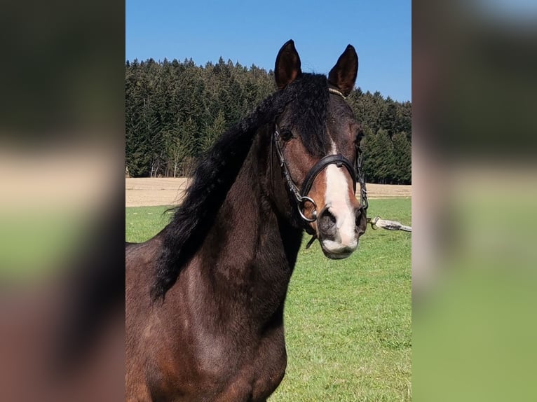 German Riding Pony Stallion 13 years 14,2 hh Brown in Sankt Englmar