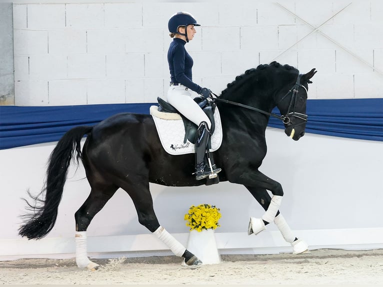 German Riding Pony Stallion 13 years 15 hh Black in Marsberg German Riding Pony Stallion 13 years 15 hh Black in Marsberg