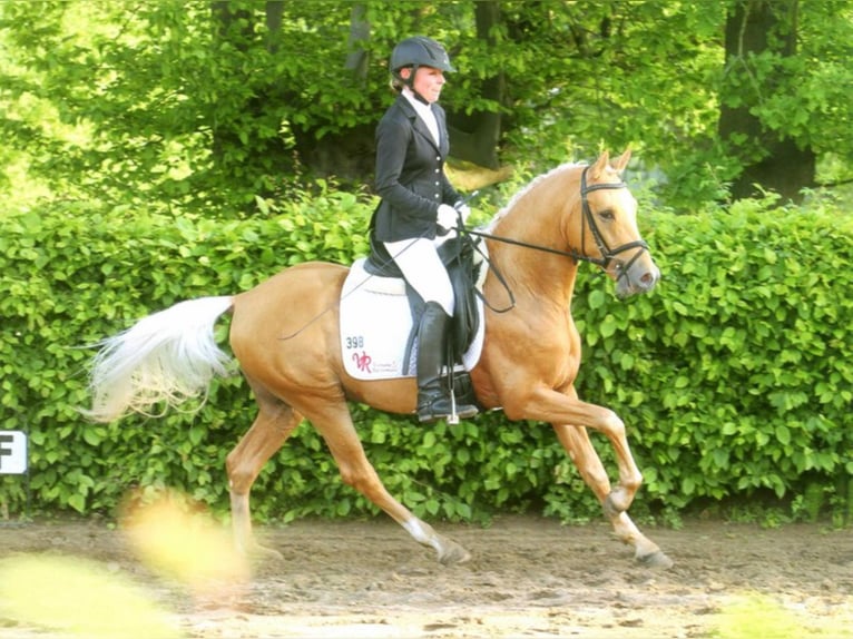 German Riding Pony Stallion 14 years 14,1 hh Palomino in Vienenburg