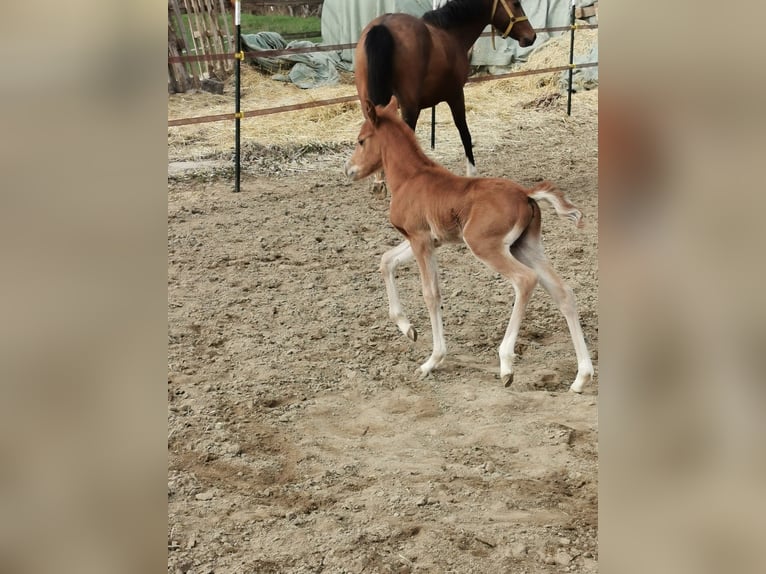German Riding Pony Stallion 14 years 14,1 hh Palomino in Vienenburg