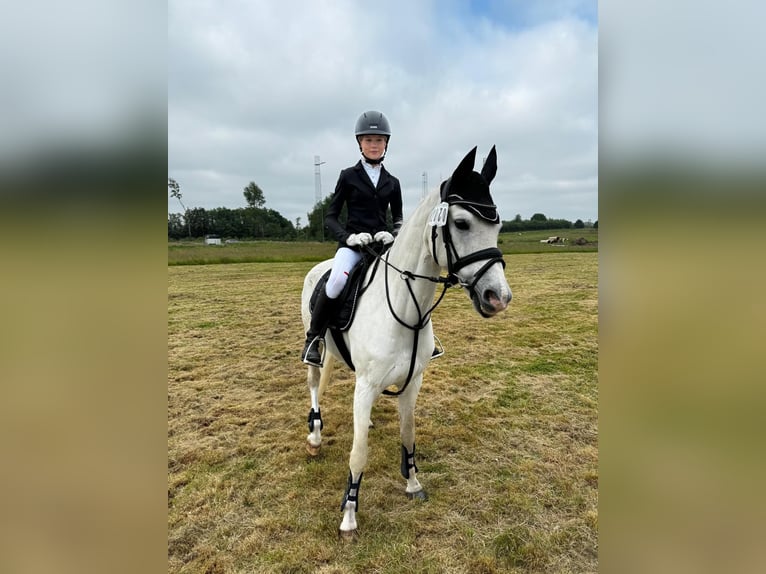 German Riding Pony Stallion 15 years 14,2 hh Gray in Husby