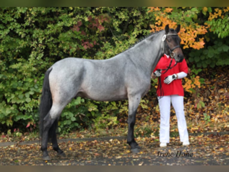 German Riding Pony Stallion 15 years 14 hh Roan-Bay in Frankenberg