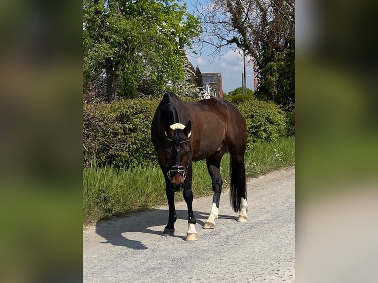 German Riding Pony Stallion 16 years 14,2 hh Brown in Korschenbroich