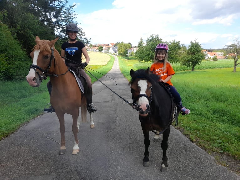 German Riding Pony Stallion 17 years 14,1 hh Chestnut-Red in Horb am Neckar