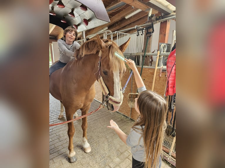 German Riding Pony Stallion 17 years 14,1 hh Chestnut-Red in Horb am Neckar