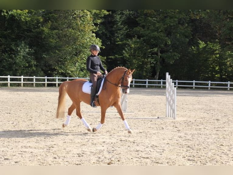 German Riding Pony Stallion 17 years 14,1 hh Chestnut-Red in Horb am Neckar