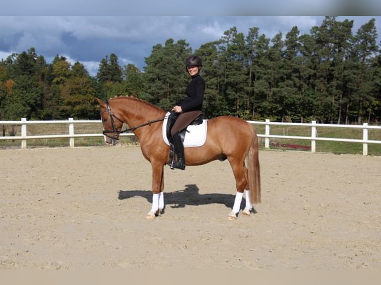 German Riding Pony Stallion 17 years 14,1 hh Chestnut-Red in Horb am Neckar