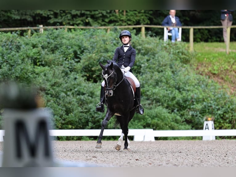 German Riding Pony Stallion 17 years 14,1 hh Smoky-Black in Ahrensburg