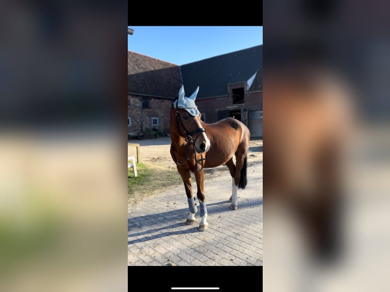 German Riding Pony Stallion 17 years 14,3 hh Brown in Lünen