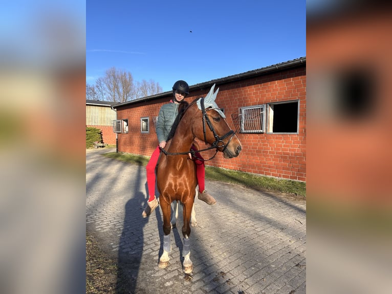 German Riding Pony Stallion 17 years 14,3 hh Brown in Lünen