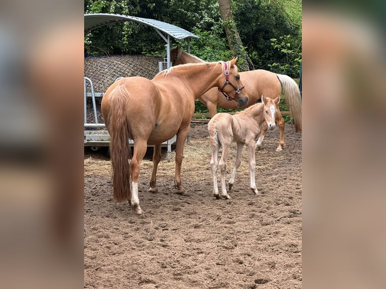 German Riding Pony Stallion 1 year 10 hh Palomino in Stakendorf