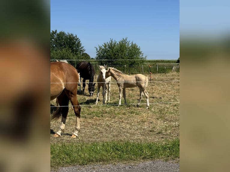 German Riding Pony Stallion 1 year 10 hh Palomino in Stakendorf