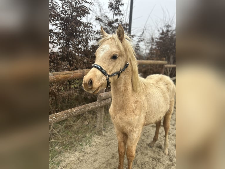 German Riding Pony Stallion 1 year 11,2 hh Palomino in Wolfenbüttel