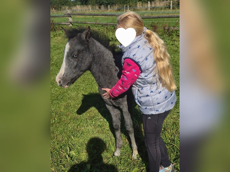 German Riding Pony Stallion 1 year 12.2 hh Grey in NaheNahe