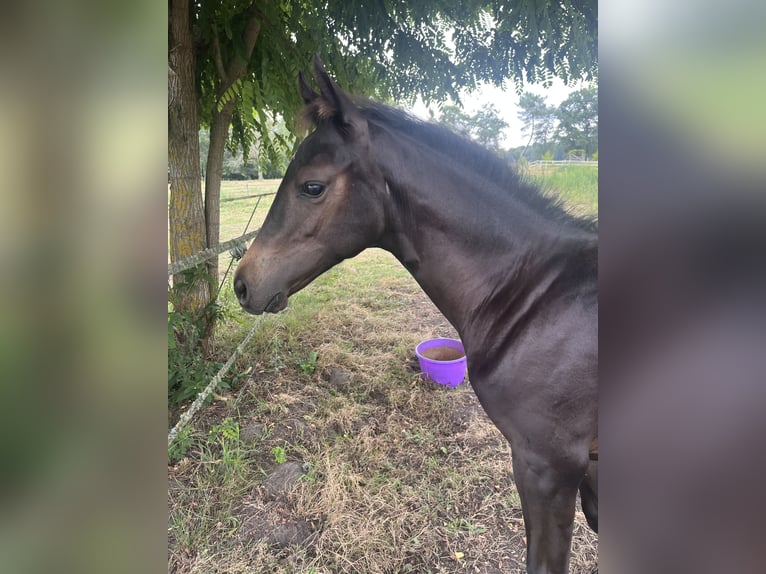 German Riding Pony Stallion 1 year 12.3 hh Black in Créon-d'Armagnac