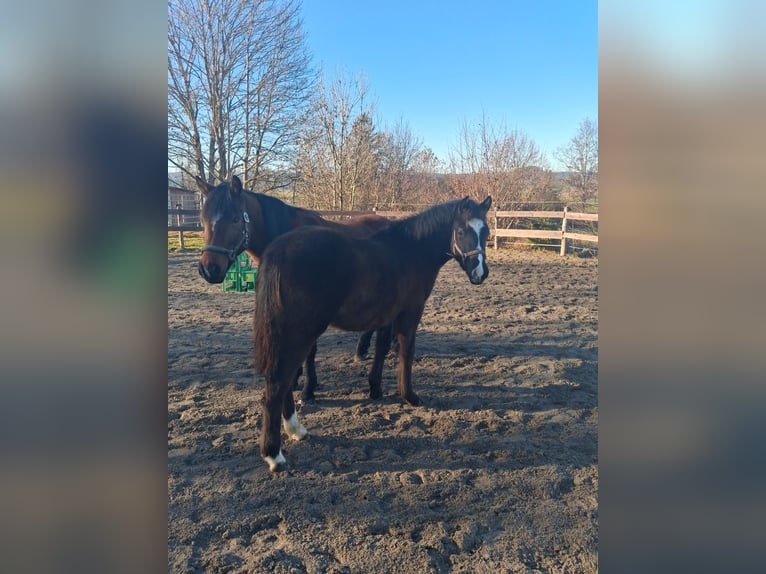 German Riding Pony Stallion 1 year 12,2 hh Black in Schwabbruck