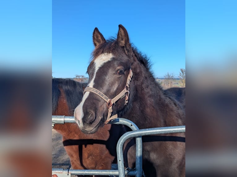 German Riding Pony Stallion 1 year 12,2 hh Black in Schwabbruck