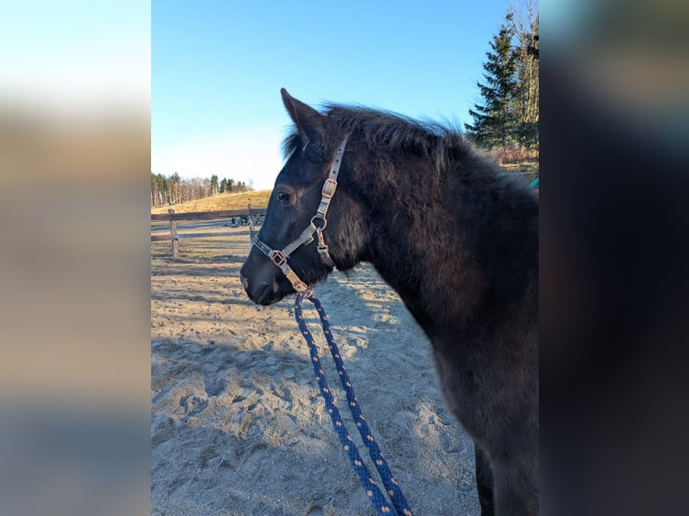 German Riding Pony Stallion 1 year 12,2 hh Black in Schwabbruck