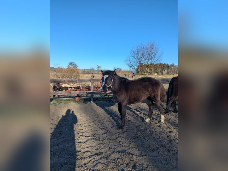 German Riding Pony Stallion 1 year 12,2 hh Black in Schwabbruck
