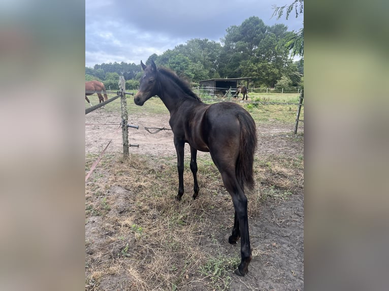 German Riding Pony Stallion 1 year 12,3 hh Black in Créon-d'Armagnac