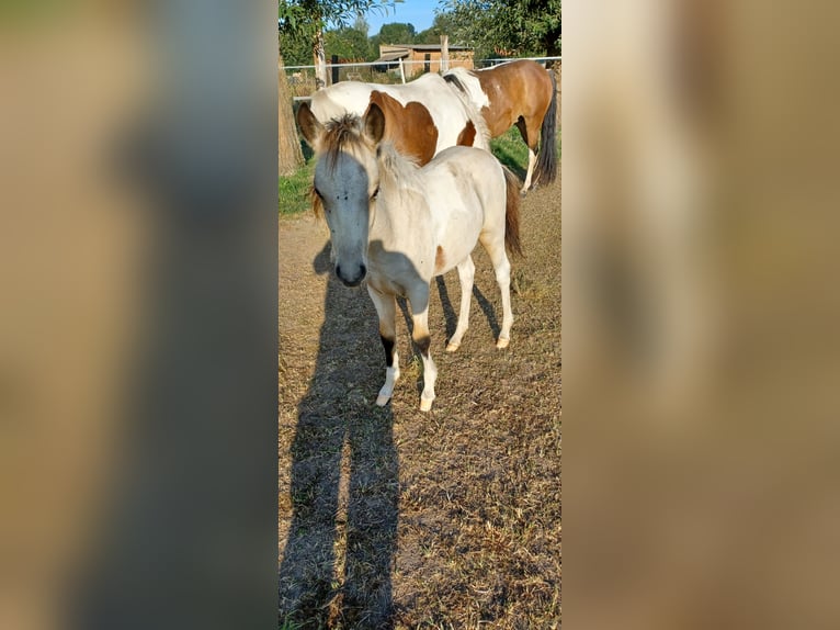 German Riding Pony Stallion 1 year 13,1 hh Tobiano-all-colors in Kleinasleben