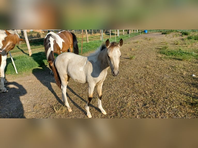 German Riding Pony Stallion 1 year 13,1 hh Tobiano-all-colors in Kleinasleben