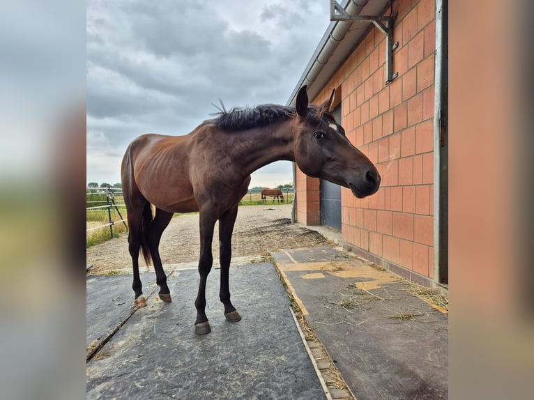 German Riding Pony Stallion 1 year 13.2 hh Bay-Dark in Erwitte