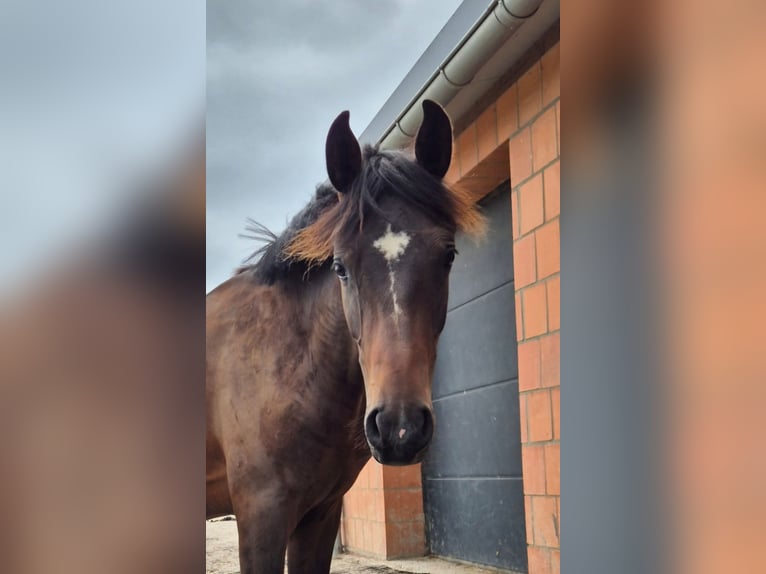 German Riding Pony Stallion 1 year 13.2 hh Bay-Dark in Erwitte