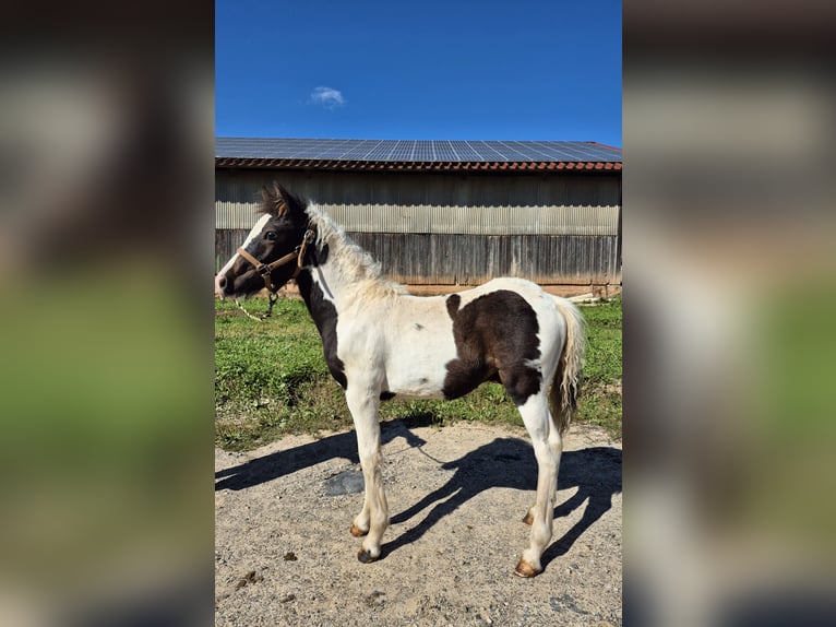 German Riding Pony Mix Stallion 1 year 13.2 hh Pinto in Steinen