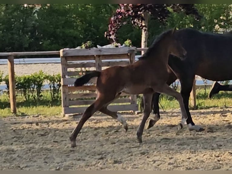 German Riding Pony Stallion 1 year 14.1 hh Bay-Dark in Osterbruch
