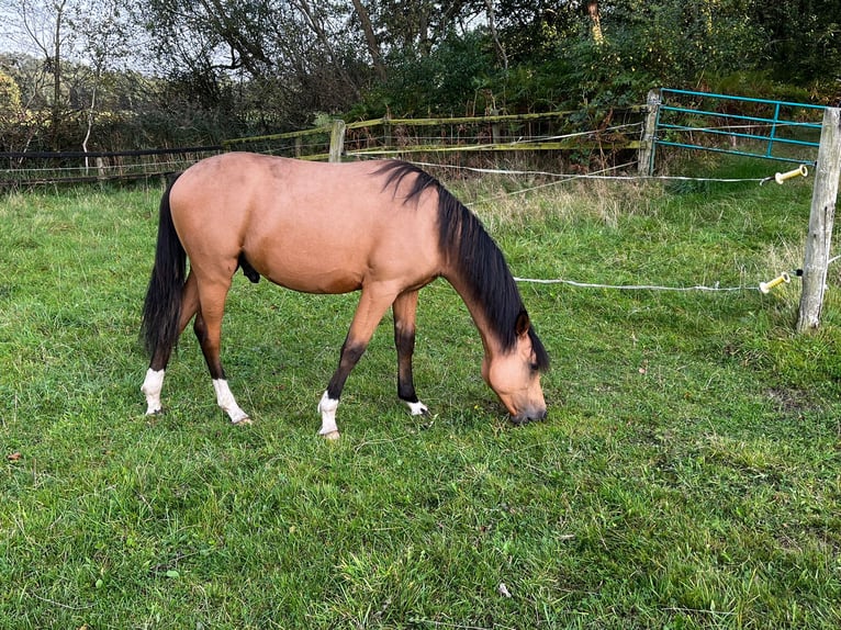 German Riding Pony Stallion 1 year 14,1 hh Buckskin in Hemsbünde