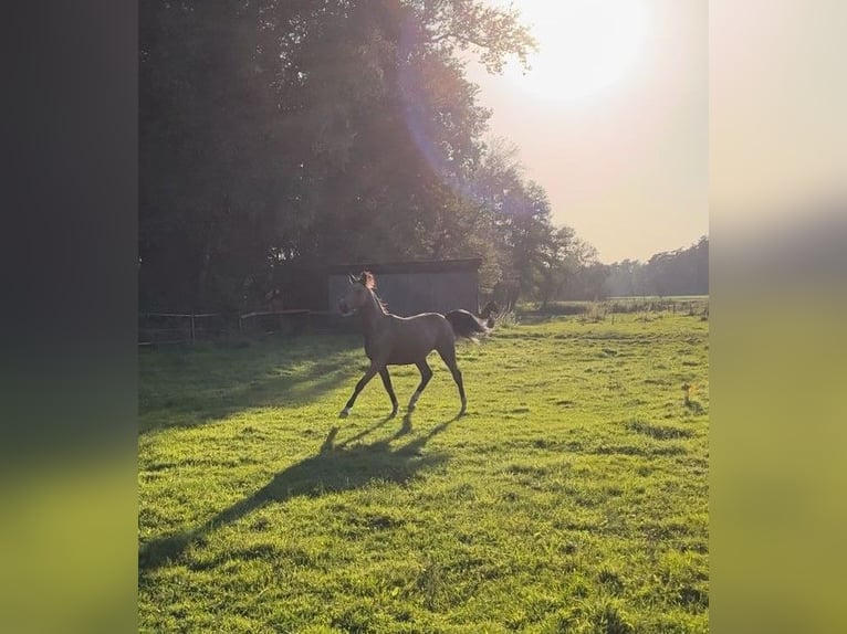 German Riding Pony Stallion 1 year 14,1 hh Buckskin in Hemsbünde