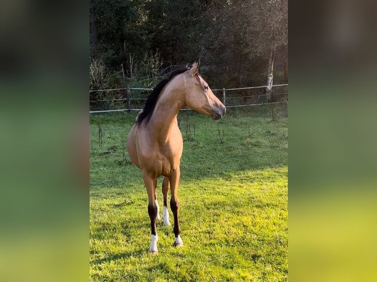 German Riding Pony Stallion 1 year 14,1 hh Buckskin in Hemsbünde