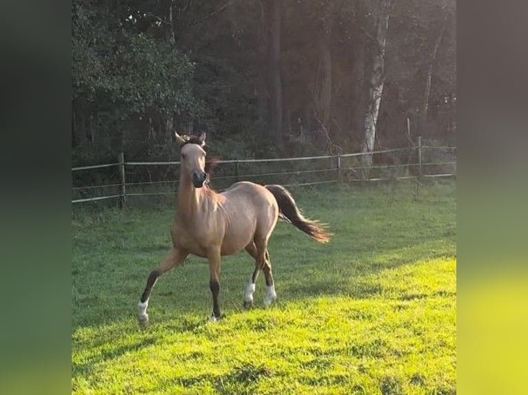 German Riding Pony Stallion 1 year 14,1 hh Buckskin in Hemsbünde