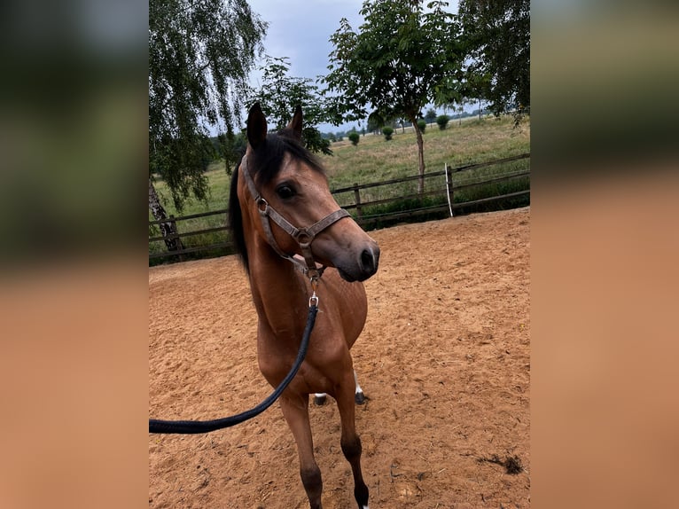 German Riding Pony Stallion 1 year 14,1 hh Buckskin in Hemsbünde