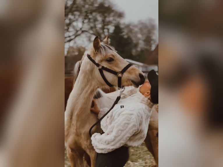 German Riding Pony Stallion 1 year 14.1 hh Buckskin in Hochdonn