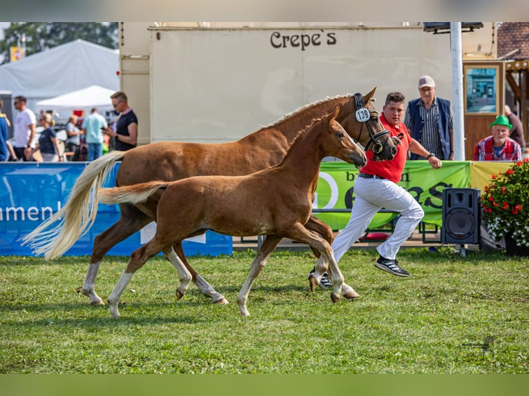 German Riding Pony Stallion 1 year 14,1 hh Chestnut-Red in Esens
