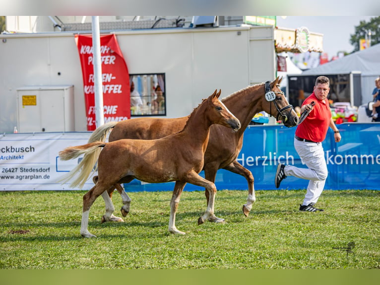 German Riding Pony Stallion 1 year 14,1 hh Chestnut-Red in Esens