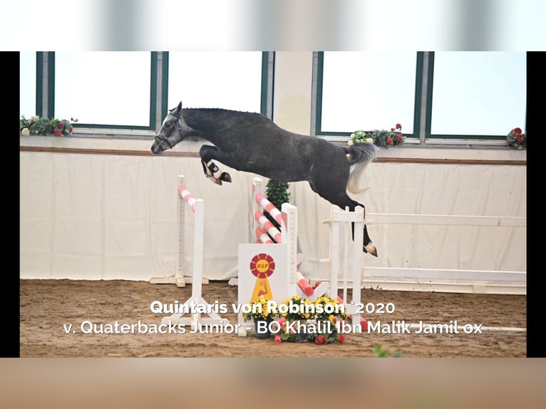 German Riding Pony Stallion 1 year 14,1 hh Gray in Planebruch