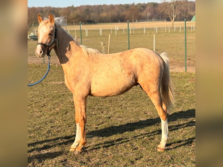 German Riding Pony Stallion 1 year 14.1 hh Palomino in Rostock