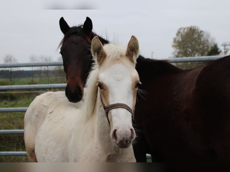 German Riding Pony Stallion 1 year 14,1 hh Palomino in DahmetalDahme/Mark